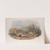 Syrrhaptes paradoxus. Pallas’s Sand-Grouse. (1862-1873) by John Gould