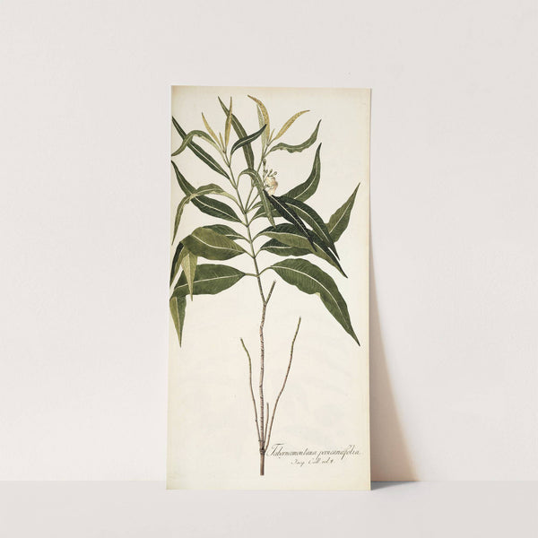 Tabernaemontana persicariaefolia (1781-1793) by Nikolaus Joseph Freiherr von Jacquin