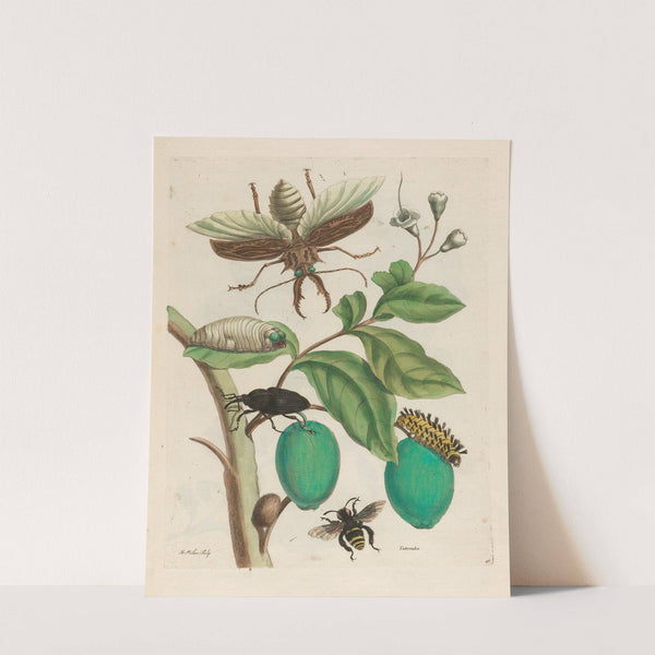 Tabrouba (1719) by Maria Sibylla Merian