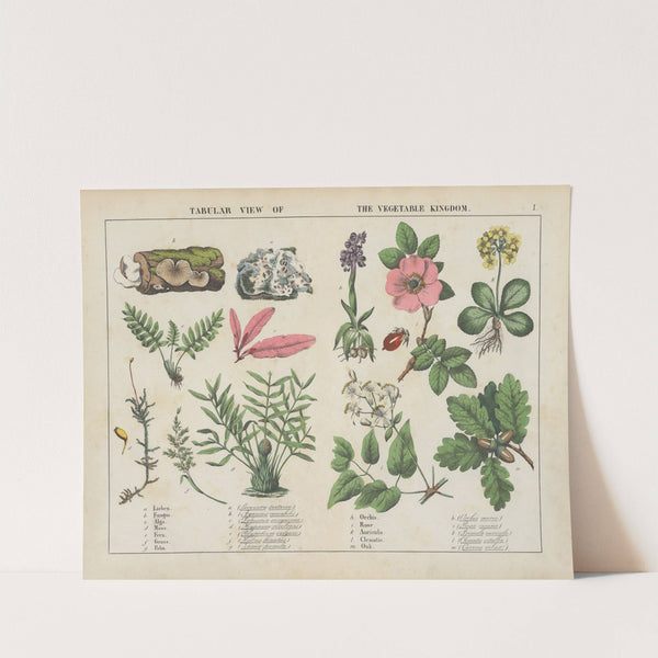 Tabular view of the vegetable kingdom by Charlotte Mary Yonge