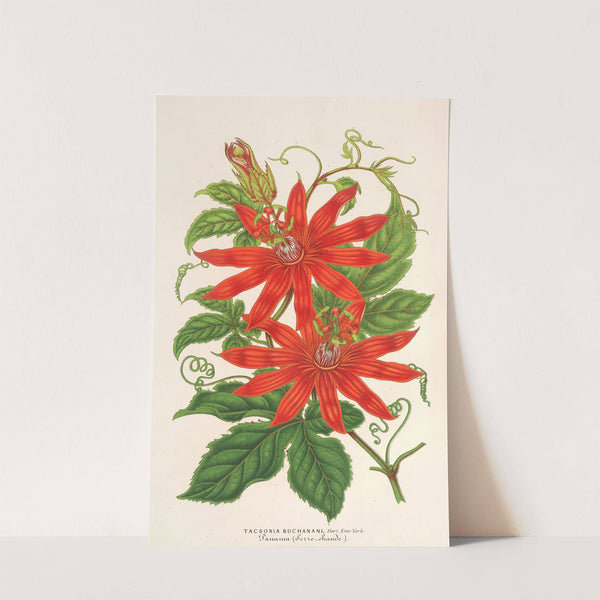 Tacsonia Buchanani by Charles Antoine Lemaire