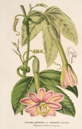 Tacsonia quitensis var. eriantha