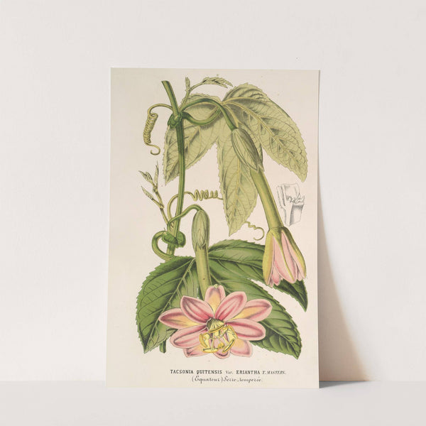 Tacsonia quitensis var. eriantha by Charles Antoine Lemaire