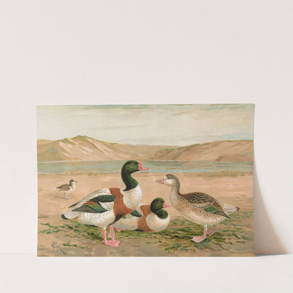 Tadorna tadorna by Johann Friedrich Naumann