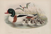 Tadorna vulpanser. Sheldrake. (1862-1873)