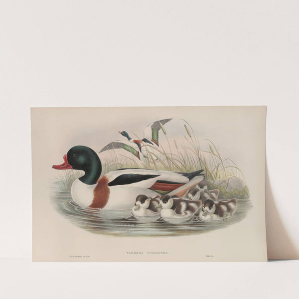 Tadorna vulpanser. Sheldrake. (1862-1873) by John Gould