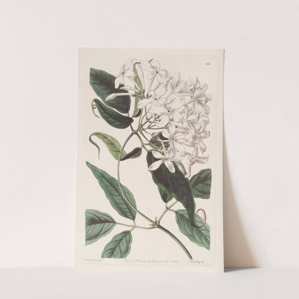 Tail-leaved Jasmine by Sydenham Edwards