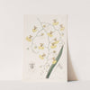 Tail-leaved Oncidium by Sydenham Edwards