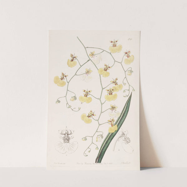 Tail-leaved Oncidium by Sydenham Edwards