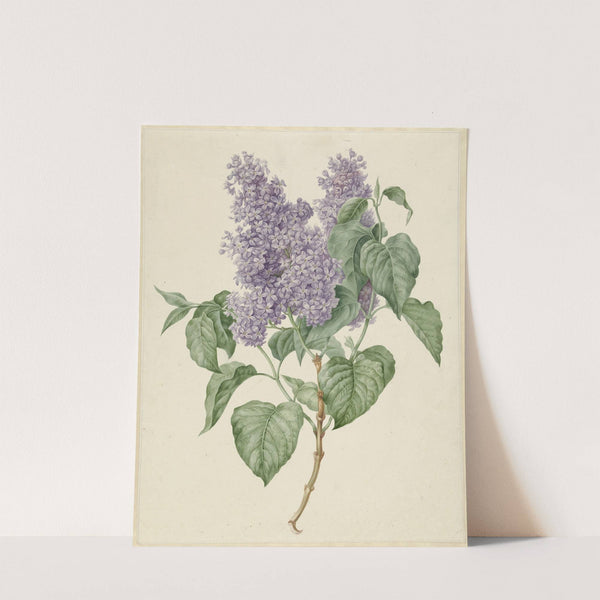 Tak met paarse seringen by Maria Geertruida Barbiers-Snabilié