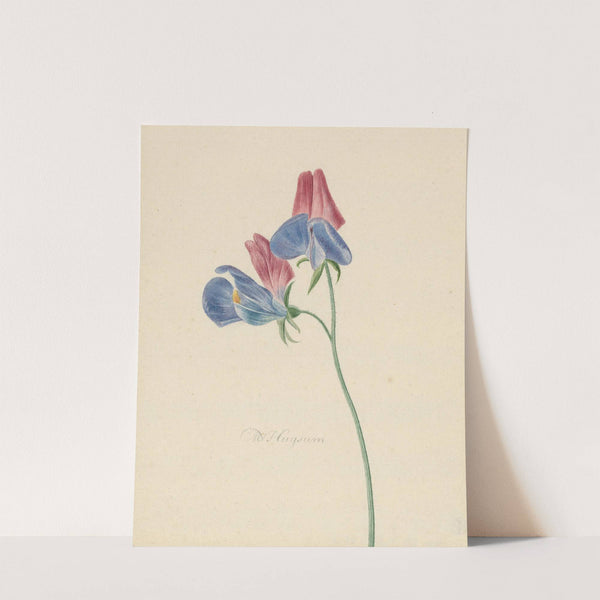 Tak met twee bloemen by Michiel van Huysum