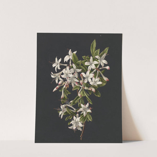 Tak van een bloeiende azalea (1831) by M. de Gijselaar