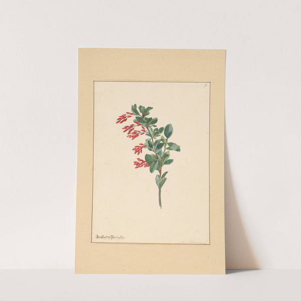 Tak van een zuurbes by Willem van Leen