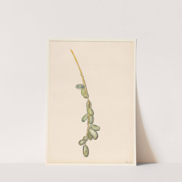Takje van een dadelpalm met groene vruchten by Barbara Elisabeth van Houten