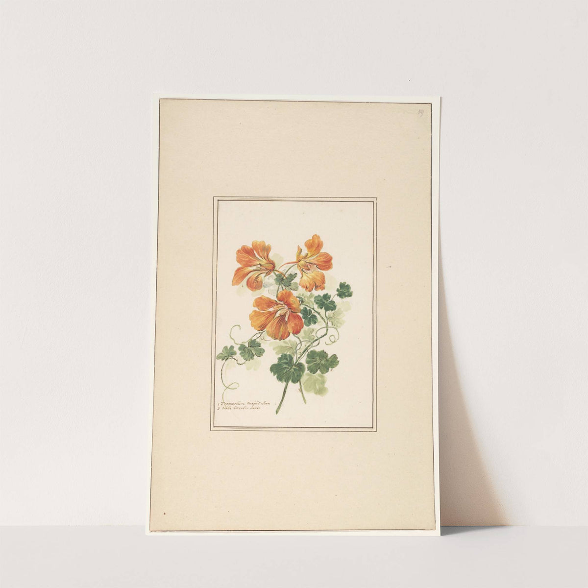 Takken van een Tropaeolum en een viooltje by Pieter van Loo