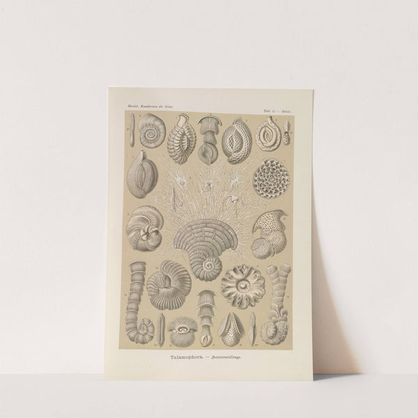 Talamophora. - Kammerlinge by Ernst Haeckel