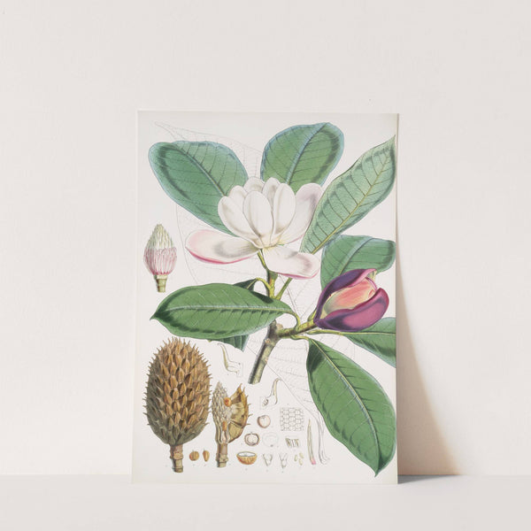 Talauma Hodgsoni, H.f. et T. (1855) by Walter Hood Fitch