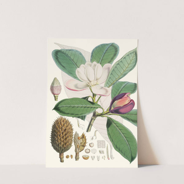 Talauma Hodgsoni, H.f. et T. (1855) by Walter Hood Fitch