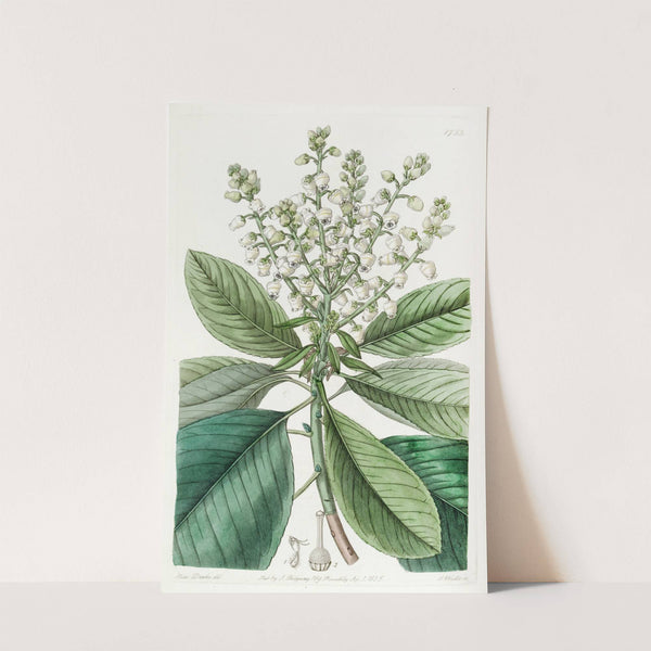 Tall Arbutus, or Strawberry Tree by Sydenham Edwards