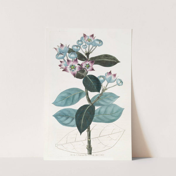 Tall Calotropis by Sydenham Edwards