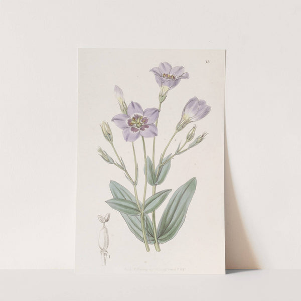 Tall Eustoma by Sydenham Edwards