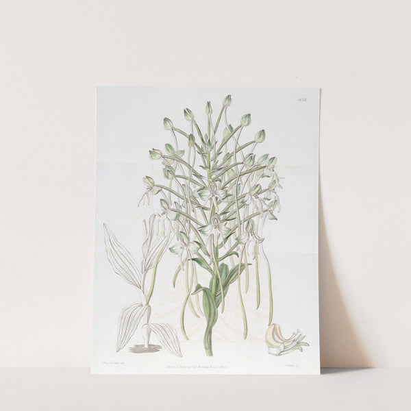 Tall Habenaria by Sydenham Edwards