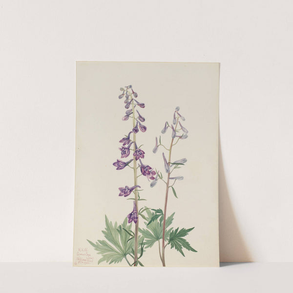 Tall Larkspur (Delphinium elongatum) (1920) by Mary Vaux Walcott