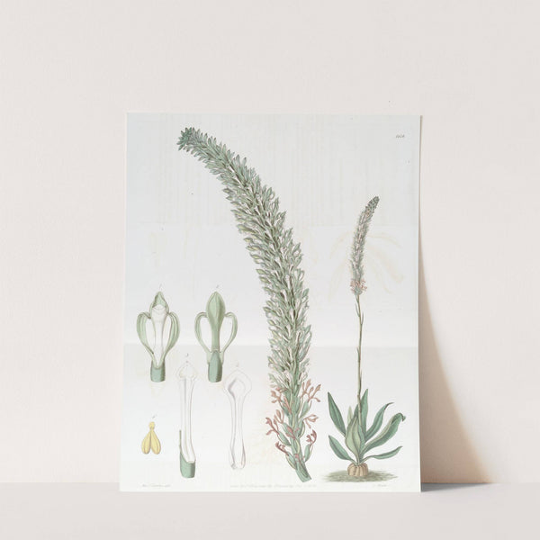 Tall Lizard's Tongue by Sydenham Edwards