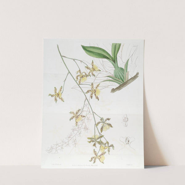 Tallest Oncidium by Sydenham Edwards