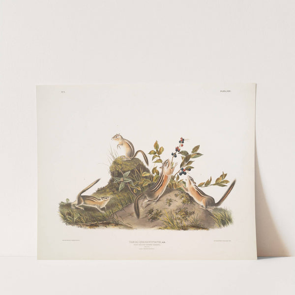Tamias quadrivitatus, Four-striped Ground Squirrel. Natural size. 1. Male, 2. Female, 3 & 4. Young. (1845-1848) by John Woodhouse Audubon