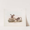 Tamias Townsendii, Townsend’s Ground Squirrel. Natural size. (1845-1848) by John Woodhouse Audubon