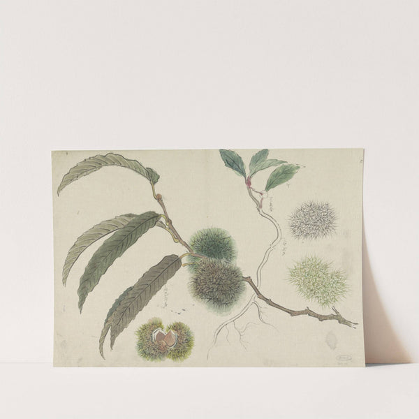 Tamme kastanjes aan een tak by Ishikawa Kazan