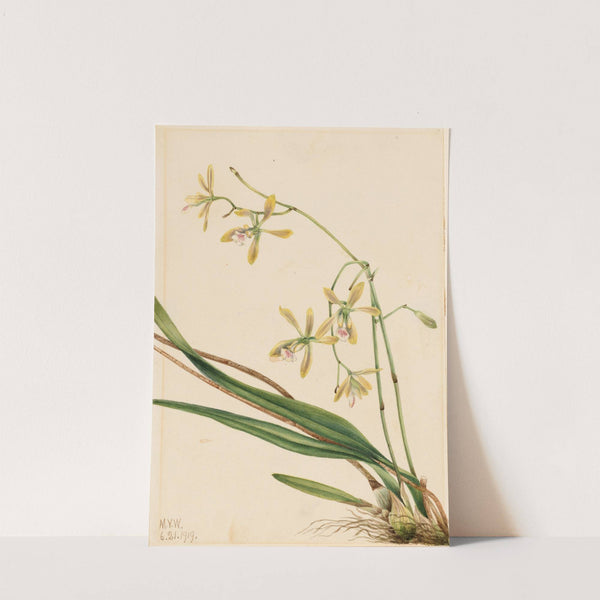 Tampa Epidendrum (Epidendrum tampense) (1919) by Mary Vaux Walcott