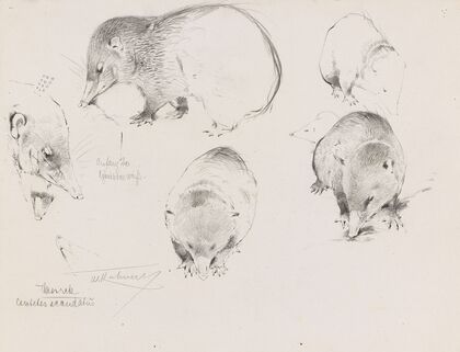 Tanrek (Studienblatt mit Tenreks) (Ca. 1900-10)