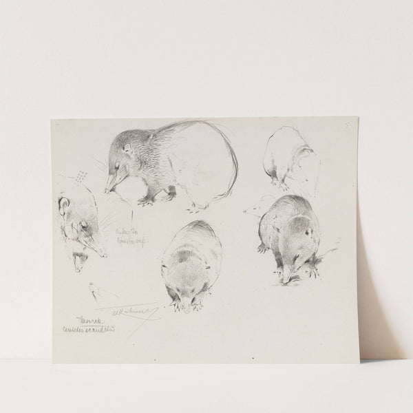 Tanrek (Studienblatt mit Tenreks) (Ca. 1900-10) by Wilhelm Kuhnert