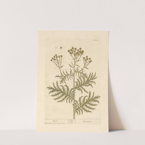 Tansie by Elizabeth Blackwell