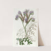 Tansy-leaved Phacelia by Sydenham Edwards