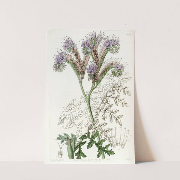 Tansy-leaved Phacelia by Sydenham Edwards