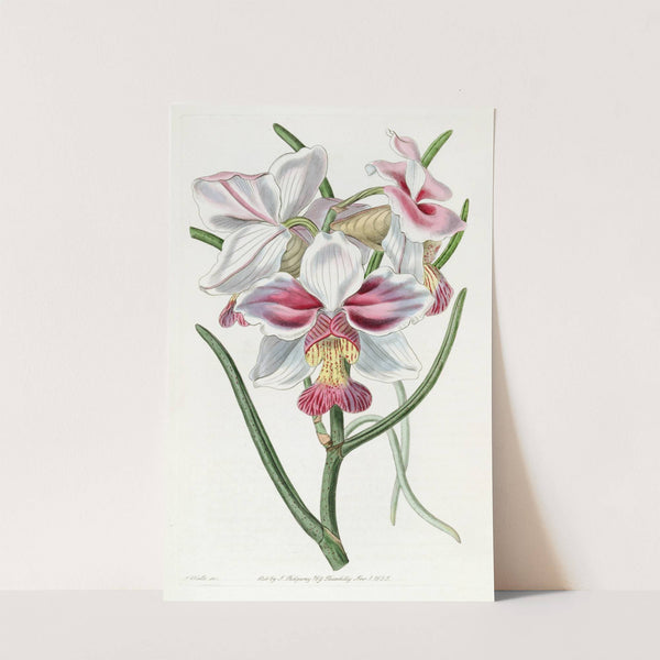 Taper-leaved Vanda by Sydenham Edwards