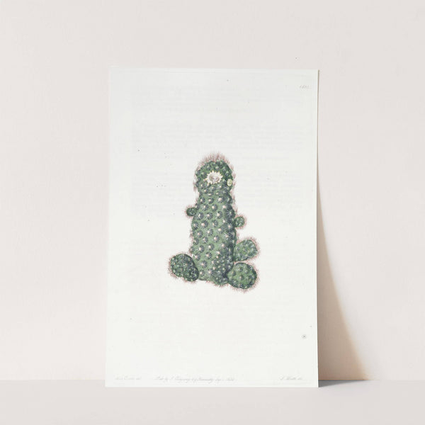 Taper Mammillaria by Sydenham Edwards