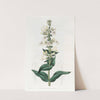 Taper-pointed Pentstemon by Sydenham Edwards