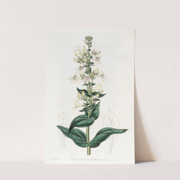 Taper-pointed Pentstemon by Sydenham Edwards