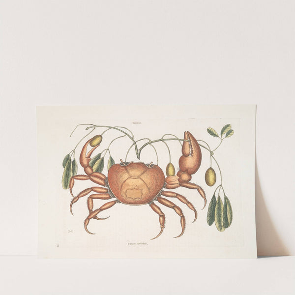 Tapia &c.; Cancer terrestris, The Land-Crab. by Mark Catesby