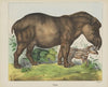 Tapir (1829-1880)