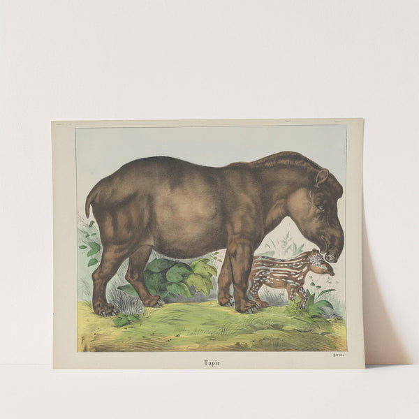 Tapir (1829-1880) by Joseph Scholz