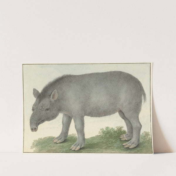 Tapir by Isaac van Haastert