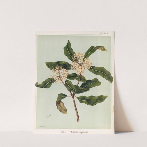 Tarata, - Pittosporu eugenioides. Plate 9 by Sarah Featon