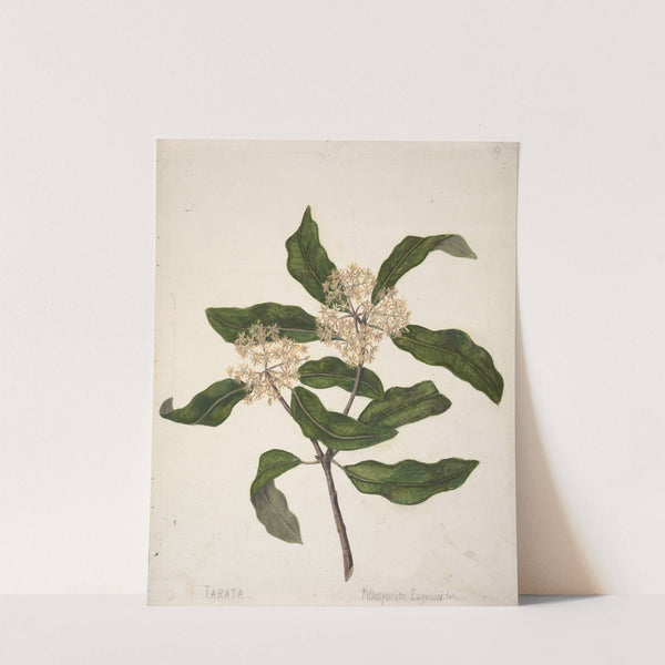 Tarata, Pittosporum eugenioides by Sarah Featon