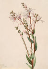 Tarflower (Befaria racemosa) (1922)