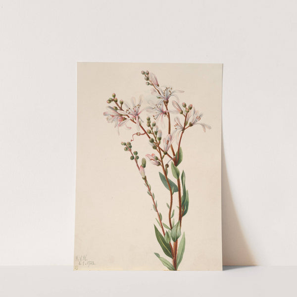 Tarflower (Befaria racemosa) (1922) by Mary Vaux Walcott